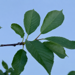 Čerešňa-višňa DUO 2in1 (Prunus avium x cerasus) ´TAMARA´ + ´DEBRECINI BOTERMO´- výška 130-160 cm, kont. C5L